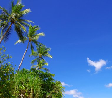 Green palm trees