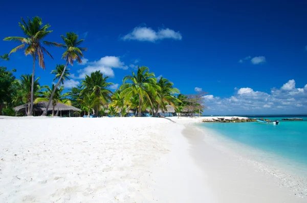 Palmeras en la playa tropical — Foto de Stock