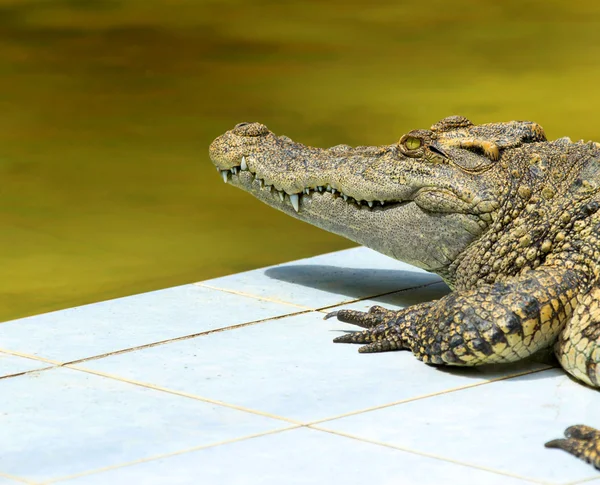 Tett inntil Alligator – stockfoto