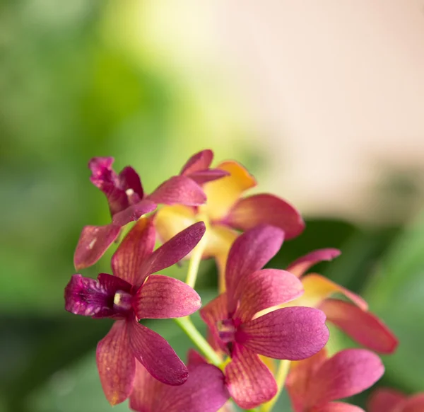 Hermosas flores de orquídea — Foto de Stock