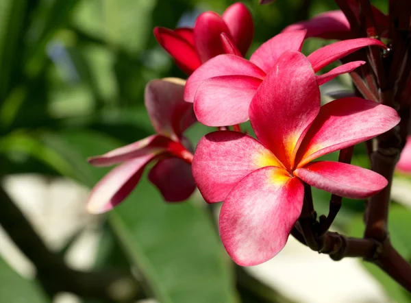 Piękny plumeria kwiaty — Zdjęcie stockowe