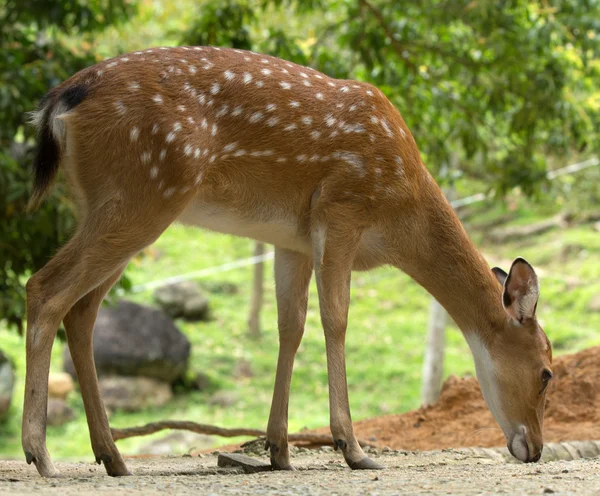 Close up of a whitetail deer — Stock Photo, Image