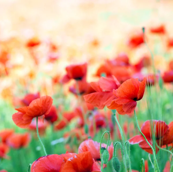 Rode papaver bloemen — Stockfoto