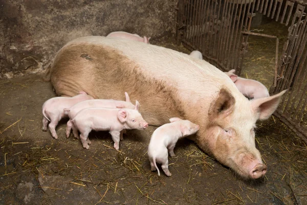 Little piglets suckling their mother — Stock Photo, Image