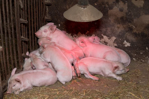 Küçük domuzcuklar annelerini emdikleri — Stok fotoğraf