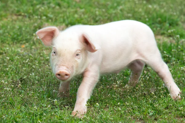 Jeune porc — Photo
