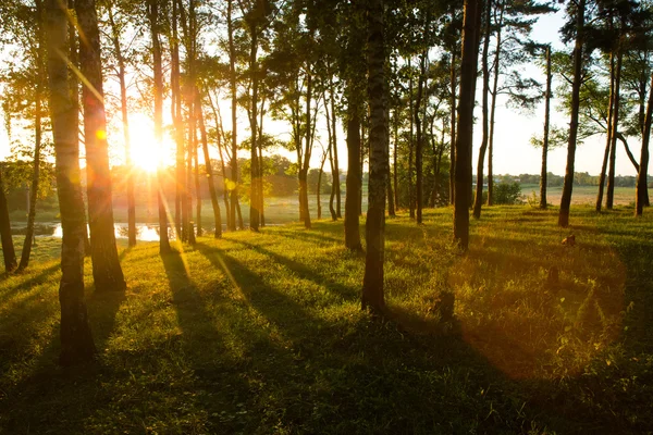 Zonlicht in het bos — Stockfoto