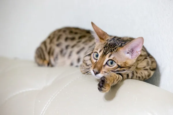 Gatito británico — Foto de Stock