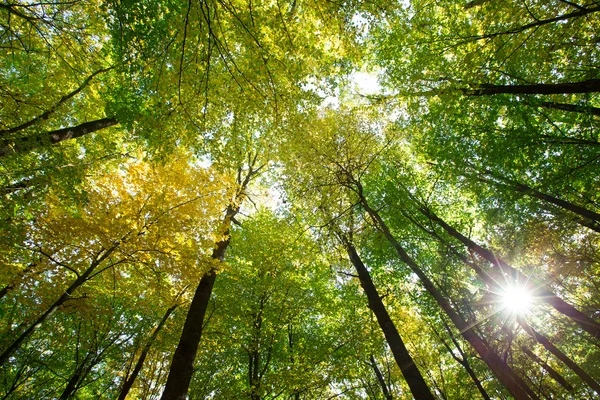 Luz solar na floresta — Fotografia de Stock