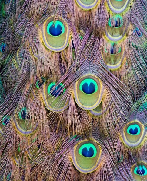 Peacock feather — Stock Photo, Image