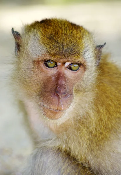 Singe assis sur l'arbre — Photo