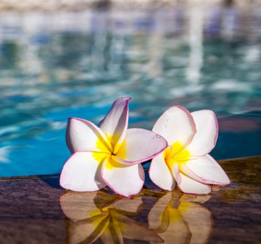 Tropikal Plumeria çiçek