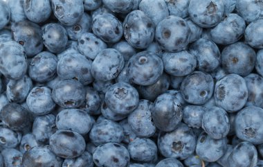 taze yaban mersini arka plan