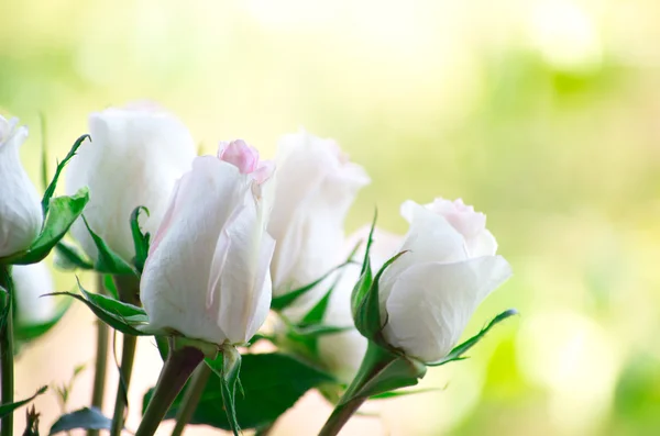 Rosas brancas frescas — Fotografia de Stock