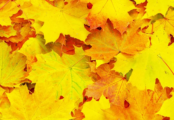 Текстура кленовых листьев — стоковое фото