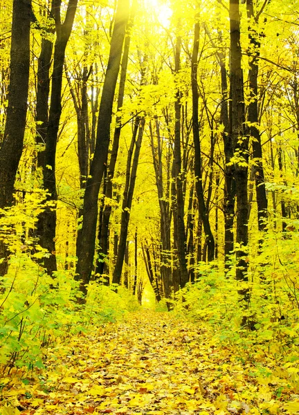 Foresta autunnale — Foto Stock