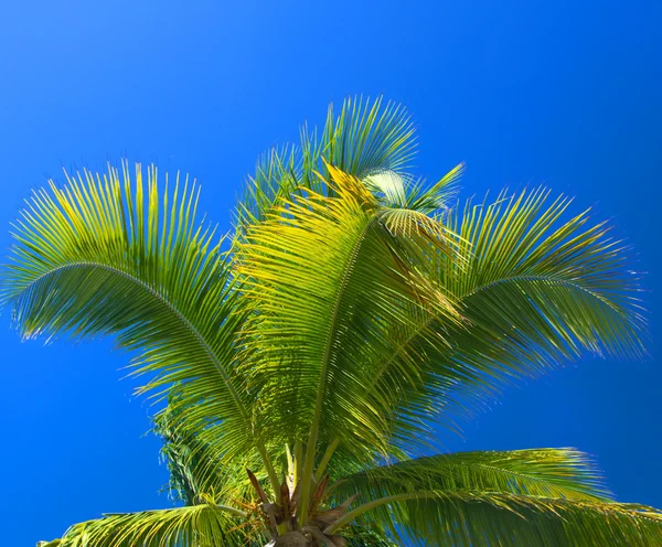 Palm tree på himlen — Stockfoto