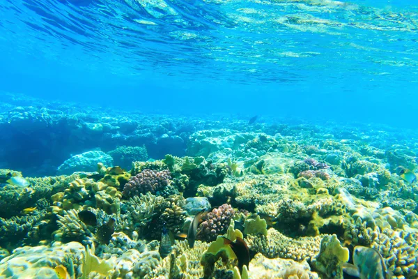 Underwater  panorama with fish
