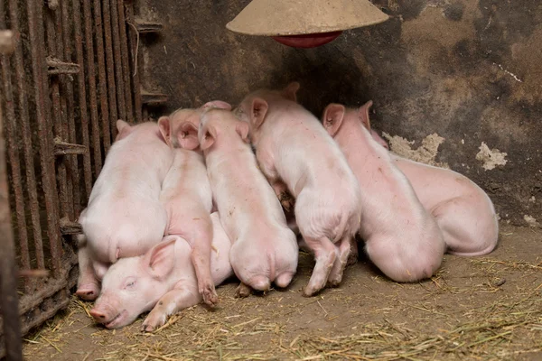 Little piglets and mother — Stock Photo, Image