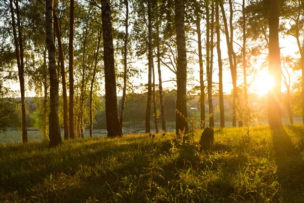Sonnenlicht im Wald — Stockfoto
