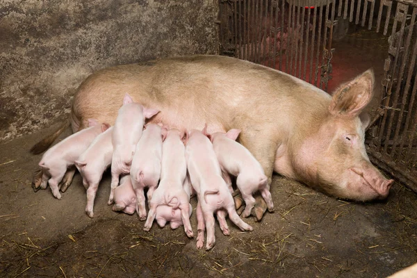 Pequenos leitões e mãe — Fotografia de Stock