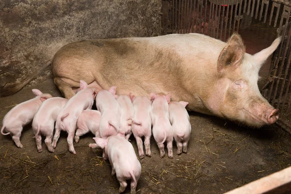 Pequeños lechones y madre —  Fotos de Stock