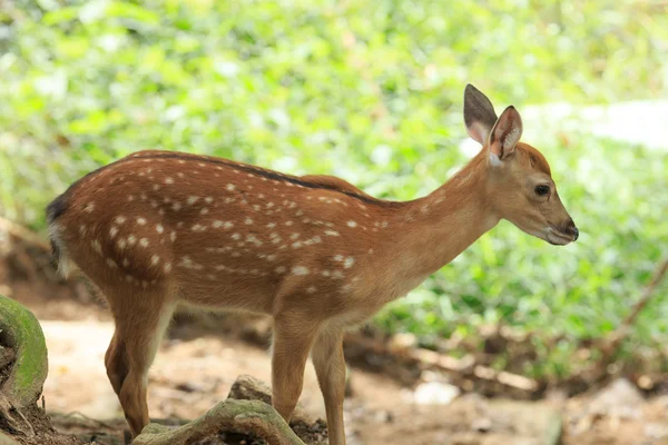 Whitetail deer — Stock Photo, Image