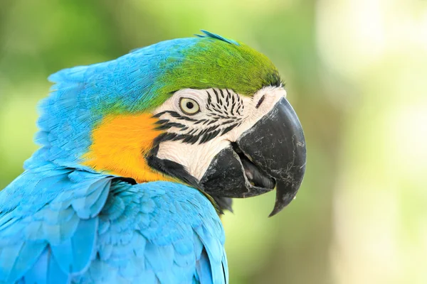 Colorful Macaws parrot — Stock Photo, Image