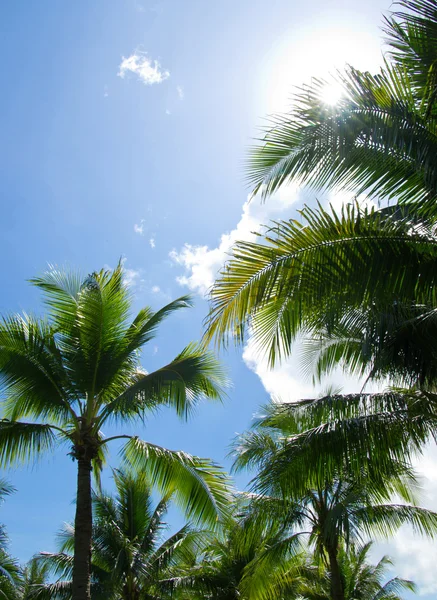 Green palm trees — Stockfoto