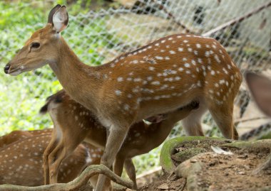 Closeup whitetail geyikler