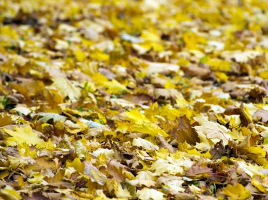 Renkli sonbahar yaprakları