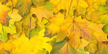 Sonbahar akçaağaç yaprakları