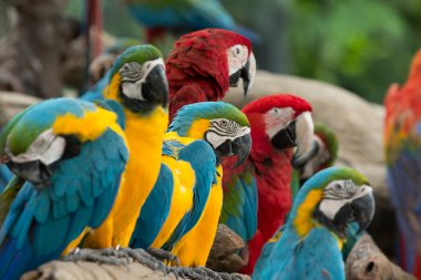 Levrek oturan papağan kuşlar