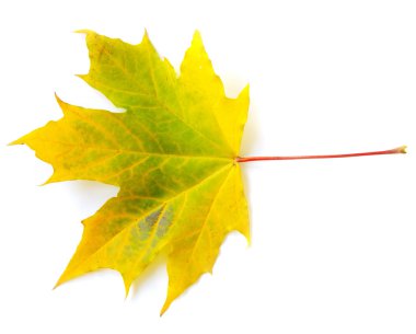 Sonbahar akçaağaç yaprağı