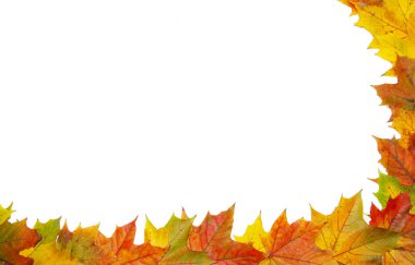 Sonbahar akçaağaç yaprakları