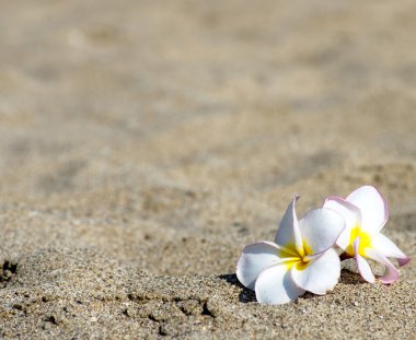 Çiçekler Plumeria sandy üzerinde