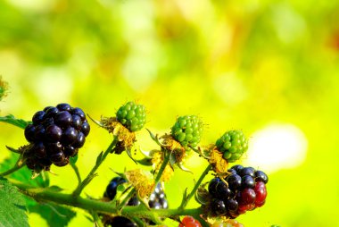 Böğürtlen bahçesinde olgunlaşma