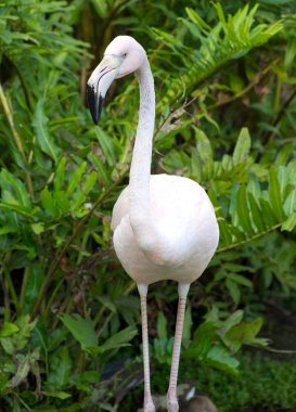Suda flamingo
