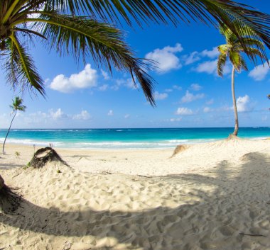 Caribbean beach ve palmiye ağaçları