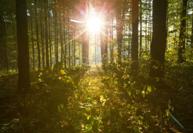 Ormanda güneş ışığı