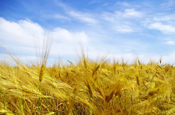 Wheats  ears and blue  sky — Stock Photo, Image