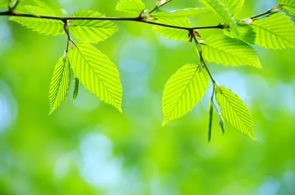 Hojas verdes de primavera —  Fotos de Stock