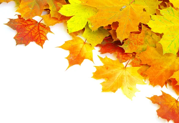 Autumn maple leaves — Stock Photo, Image