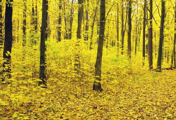 Bosque otoñal en día soleado — Foto de Stock