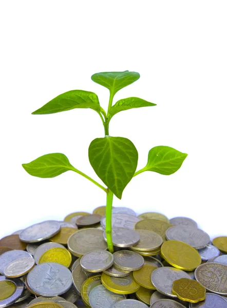 Plant  in coins — Stock Photo, Image