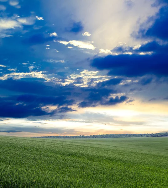 Champ vert et ciel bleu — Photo