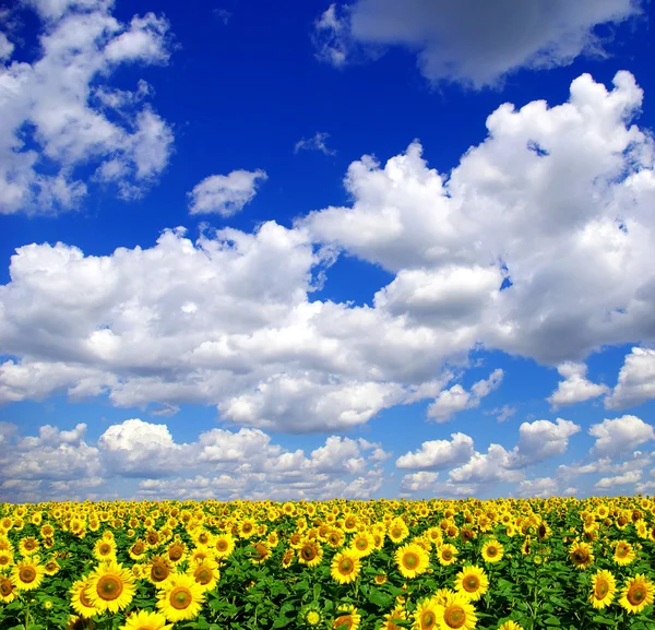 Champ de tournesols et ciel bleu — Photo