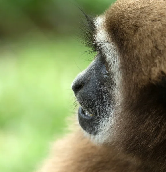 動物園のテナガザル顔 — ストック写真