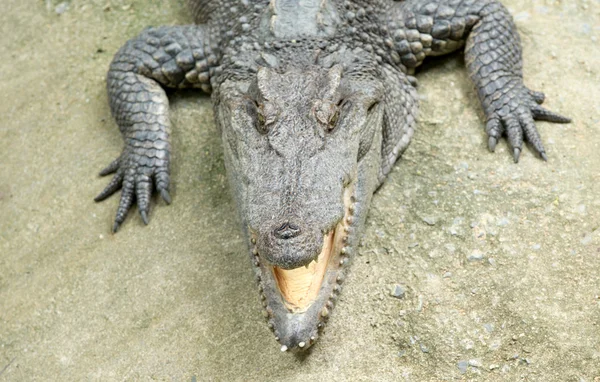 Zbliżenie aligatora — Zdjęcie stockowe