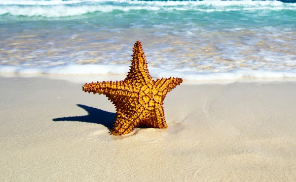 Estrella de mar con océano — Foto de Stock